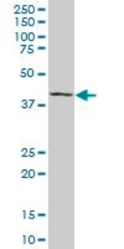 Monoclonal Anti-MAF, (C-terminal) antibody produced in mouse clone 6B8, purified immunoglobulin, buffered aqueous solution