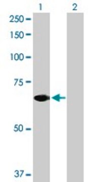 Anti-STAM2 antibody produced in rabbit purified immunoglobulin, buffered aqueous solution