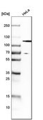 Anti-HGS antibody produced in rabbit Prestige Antibodies&#174; Powered by Atlas Antibodies, affinity isolated antibody, buffered aqueous glycerol solution