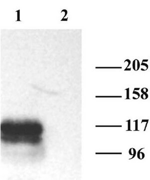 Anti-HCN1 Antibody Chemicon&#174;, from rabbit