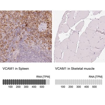 Anti-VCAM1 antibody produced in rabbit Prestige Antibodies&#174; Powered by Atlas Antibodies, affinity isolated antibody, buffered aqueous glycerol solution