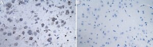 Anti-Cleaved Caspase-8 Antibody, clone 1K3 ZooMAb&#174; Rabbit Monoclonal recombinant, expressed in HEK 293 cells