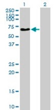 Anti-NAGA antibody produced in mouse purified immunoglobulin, buffered aqueous solution