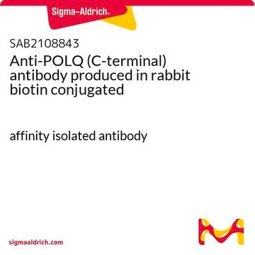 Anti-POLQ (C-terminal) antibody produced in rabbit biotin conjugated affinity isolated antibody