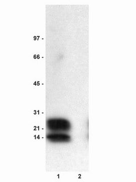 Anti-phospho-Phospholamban (Ser16) Antibody Upstate&#174;, from rabbit