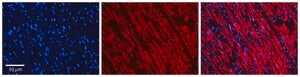 Anti-PRKACA (N-terminal) antibody produced in rabbit affinity isolated antibody