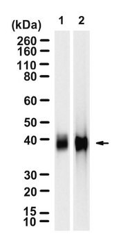 Anti-DLX2 Antibody, clone 1C4 ZooMAb&#174; Rabbit Monoclonal recombinant, expressed in HEK 293 cells