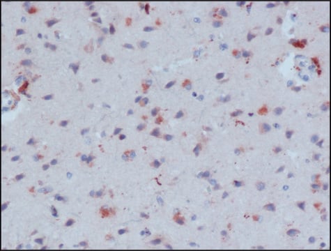 Anti-&#946;-Amyloid antibody, Mouse monoclonal clone NAB 228, purified from hybridoma cell culture