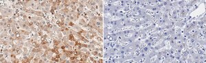 Anti-GCLM Antibody, clone 1D19 ZooMAb&#174; Rabbit Monoclonal recombinant, expressed in HEK 293 cells