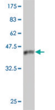 Monoclonal Anti-IRAK4 antibody produced in mouse clone 1D4, purified immunoglobulin, buffered aqueous solution