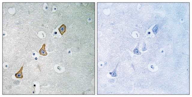 Anti-PECAM-1 antibody produced in rabbit affinity isolated antibody