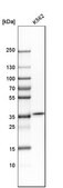 Anti-CA8 antibody produced in rabbit Prestige Antibodies&#174; Powered by Atlas Antibodies, affinity isolated antibody, buffered aqueous glycerol solution