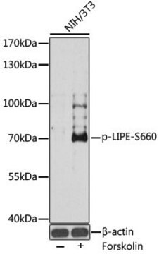 Anti-Phospho-LIPE-S660 antibody produced in rabbit