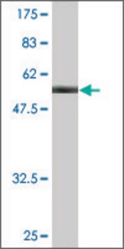 Monoclonal Anti-PKD1L2 antibody produced in mouse clone 3G2, purified immunoglobulin, buffered aqueous solution