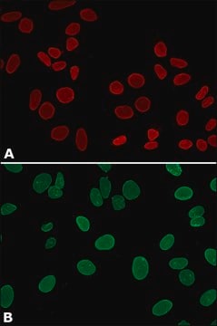 Anti-Lamin A, mature antibody, Mouse monoclonal clone 4A4, purified from hybridoma cell culture