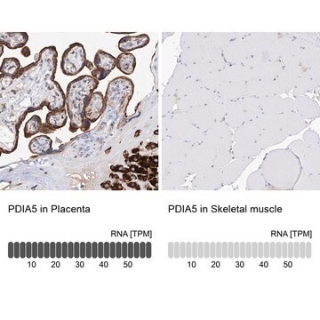 Anti-PDIA5 antibody produced in rabbit Prestige Antibodies&#174; Powered by Atlas Antibodies, affinity isolated antibody, buffered aqueous glycerol solution, ab1