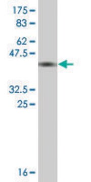 Monoclonal Anti-THOP1 antibody produced in mouse clone 2B4, ascites fluid