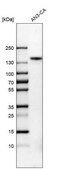 Anti-FGFR1 antibody produced in rabbit Prestige Antibodies&#174; Powered by Atlas Antibodies, affinity isolated antibody, buffered aqueous glycerol solution