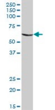 Anti-CHIA antibody produced in mouse IgG fraction of antiserum, buffered aqueous solution