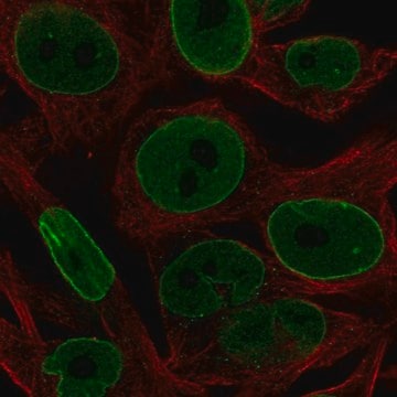 Anti-BCL2 antibody produced in rabbit Prestige Antibodies&#174; Powered by Atlas Antibodies, affinity isolated antibody