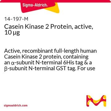 Casein Kinase 2 Protein, active, 10 &#181;g Active, recombinant full-length human Casein Kinase 2 protein, containing an &#945;-subunit N-terminal 6His tag &amp; a &#946;-subunit N-terminal GST tag. For use in Kinase Assays.