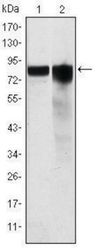 Monoclonal Anti-GYS1 antibody produced in mouse clone 3A7, ascites fluid