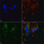 Monoclonal Anti-CACNA1D antibody produced in mouse clone S48A-9, 1&#160;mg/mL, purified immunoglobulin
