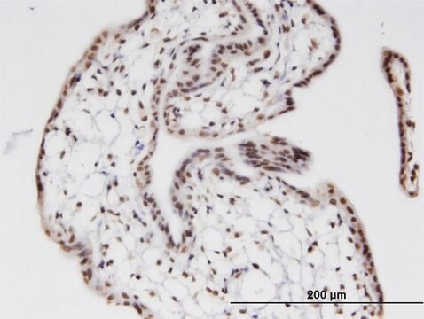 Monoclonal Anti-ZNF397 antibody produced in mouse clone 1F8, purified immunoglobulin, buffered aqueous solution