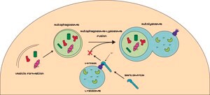 Bafilomycin A1 from Streptomyces griseus &#8805;90% (HPLC)
