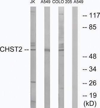 Anti-CHST2 antibody produced in rabbit affinity isolated antibody