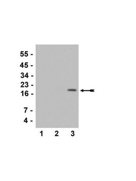 Anti-acetyl-Histone H3 (Lys36) Antibody serum, Upstate&#174;