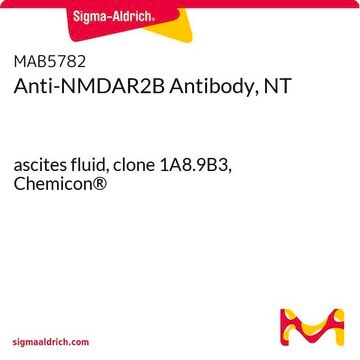 Anti-NMDAR2B Antibody, NT ascites fluid, clone 1A8.9B3, Chemicon&#174;