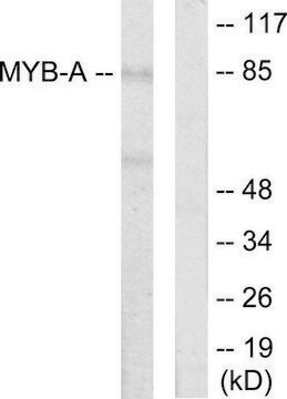 Anti-MYB-A antibody produced in rabbit affinity isolated antibody