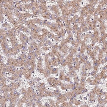 Anti-DPH5 antibody produced in rabbit Prestige Antibodies&#174; Powered by Atlas Antibodies, affinity isolated antibody, buffered aqueous glycerol solution