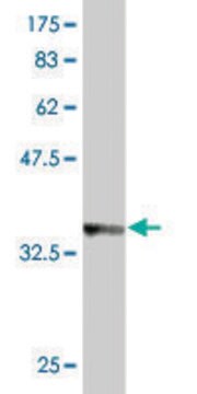 Monoclonal Anti-AP3B1 antibody produced in mouse clone 3B4, purified immunoglobulin, buffered aqueous solution