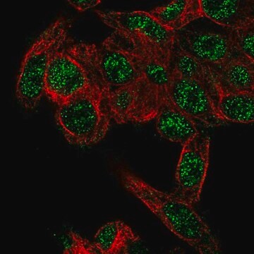 Anti-RHBG antibody produced in rabbit Prestige Antibodies&#174; Powered by Atlas Antibodies, affinity isolated antibody