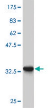 Monoclonal Anti-ZIC4 antibody produced in mouse clone 3G4, purified immunoglobulin, buffered aqueous solution