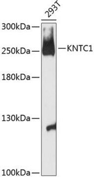 Anti-KNTC1 antibody produced in rabbit