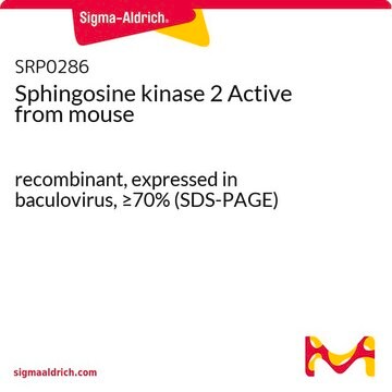 Sphingosine kinase 2 Active from mouse recombinant, expressed in baculovirus, &#8805;70% (SDS-PAGE)