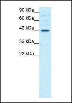 Anti-POU3F4 antibody produced in rabbit IgG fraction of antiserum