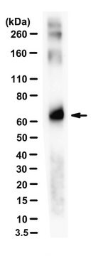 Anti-Folic Acid Antibody, clone 1E4.4.7