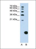 Anti-RPS29 antibody produced in rabbit IgG fraction of antiserum