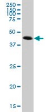 Anti-ATP6V1C2 antibody produced in mouse purified immunoglobulin, buffered aqueous solution