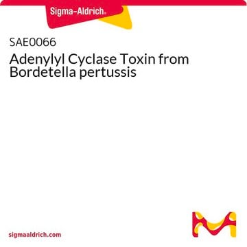 Adenylyl Cyclase Toxin from Bordetella pertussis