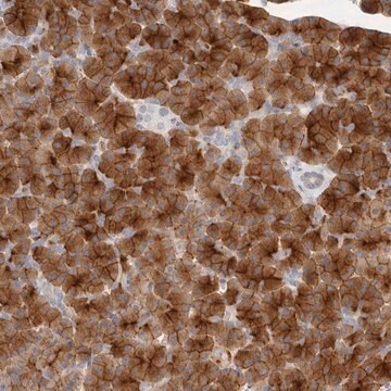 Anti-FAM129A antibody produced in rabbit Prestige Antibodies&#174; Powered by Atlas Antibodies, affinity isolated antibody, buffered aqueous glycerol solution, ab1