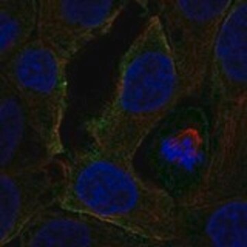 Anti-CCR3 antibody produced in rabbit Prestige Antibodies&#174; Powered by Atlas Antibodies, affinity isolated antibody, buffered aqueous glycerol solution