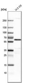 Anti-YES1 antibody produced in rabbit Prestige Antibodies&#174; Powered by Atlas Antibodies, affinity isolated antibody, buffered aqueous glycerol solution