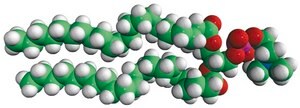 22:0 PC 1,2-dibehenoyl-sn-glycero-3-phosphocholine, powder