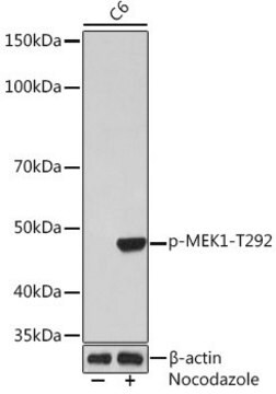 Anti-Phospho-MEK1-T292 antibody produced in rabbit