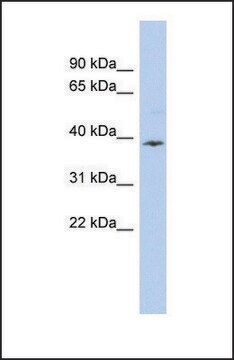 Anti-APOL6 antibody produced in rabbit affinity isolated antibody